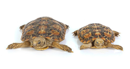 macro studio photo of a tortoise