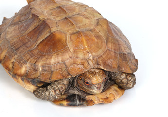 macro studio photo of a tortoise