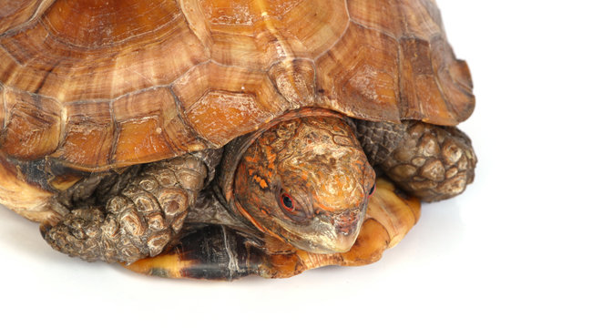 macro studio photo of a tortoises head