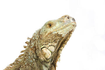 a closeup shot of Pogona vitticeps head
