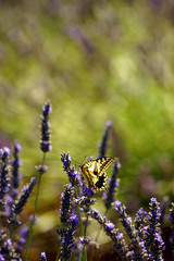 papillon sur lavande