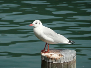 Fototapeta premium Moewe