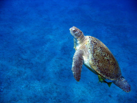 Grüne Meeresshildkröte