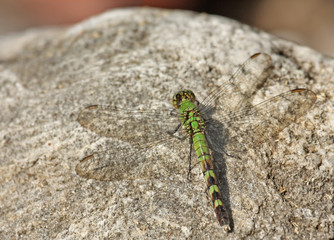 Common Pondhawk Dragonfly (Erythemis simplicicollis)