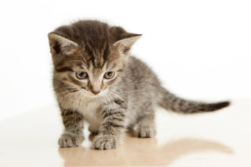 Kitten taking its first steps.