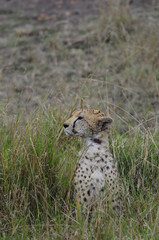 Cheetah (Acinonyx jubatus), Masai Mara, Kenya