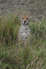 Cheetah (Acinonyx jubatus), Masai Mara, Kenya