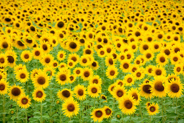 sunflower field background