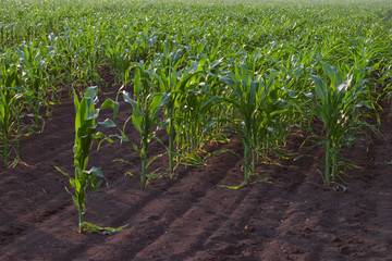 Fototapeta premium Corn field