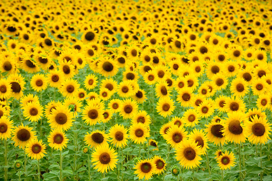 Sunflower Field Background