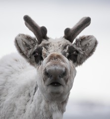 Svalbard reindeer portrait