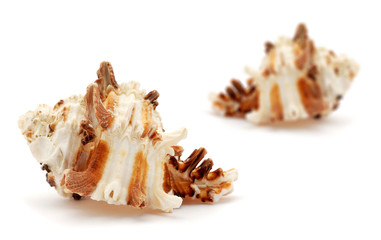 Two Sea shells isolated on white background
