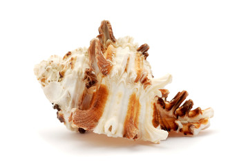 Sea shell isolated on white background