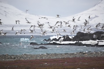 Kittiwakes flying over tundra
