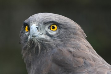 Snake Eagle