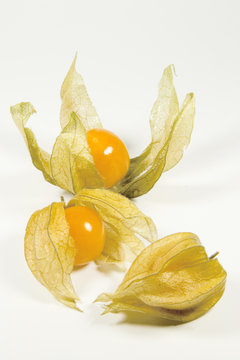 Physalis