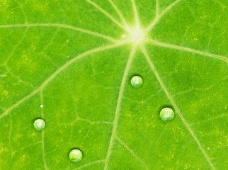 Green leaf texture with water drops on it..