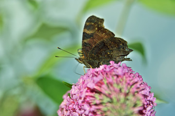 Schmetterling