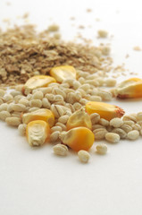 Alimentazione suina - Mais orzo e crusca