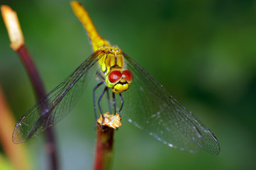 dragonfly