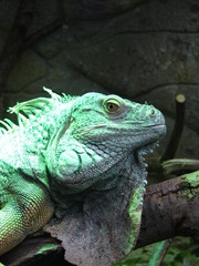 iguane