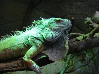 iguane
