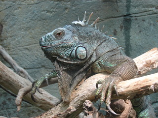 iguane