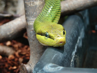 serpent ratier à queue rouge