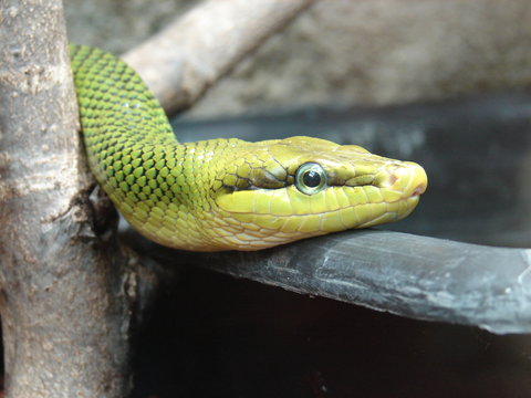 serpent ratier à queue rouge