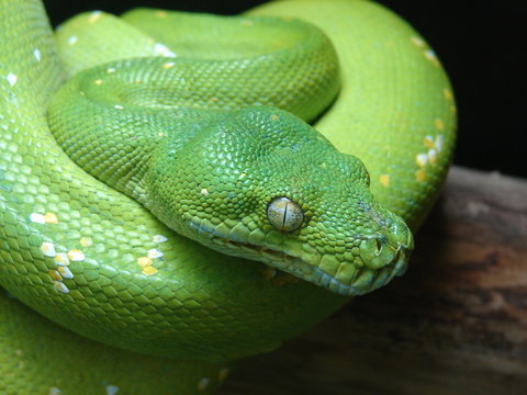 python vert des arbres