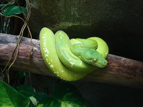python vert des arbres