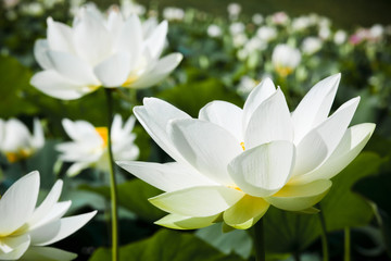 Champ de lotus blanc