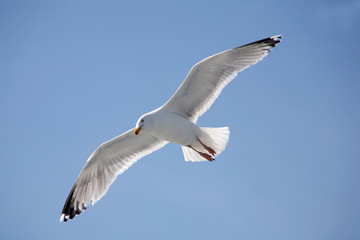Seemöwe im Gleitflug