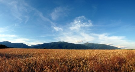 panorama of ripe corn field © Jukov