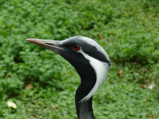 grue demoiselle de numidie
