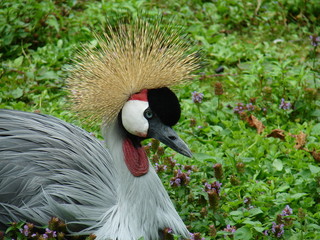 Fototapeta premium oiseau d'afrique