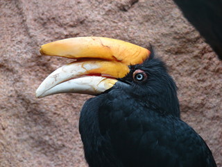 calao rhinocéros de Java