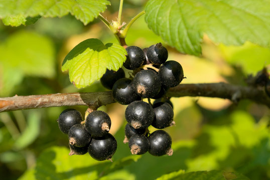 Branch of black currant