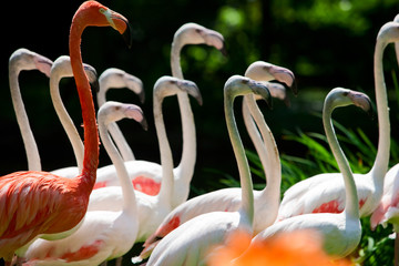 Flamingos