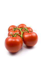 Tomaten (Solanum lycopersicum)