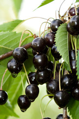 Black Cherries