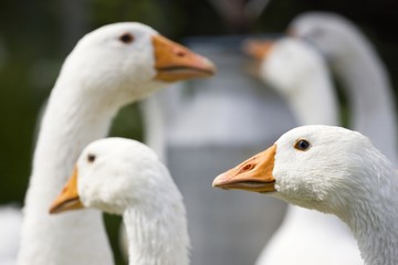Domestic Geese