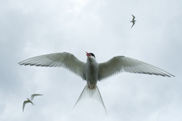 Artic tern