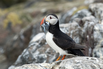 Puffin and fishes