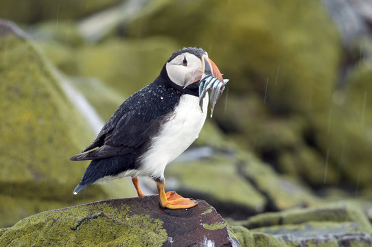 Puffin