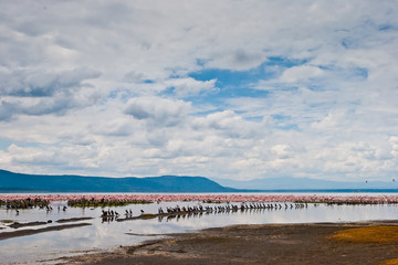 Flamingo birds sitting in a lake