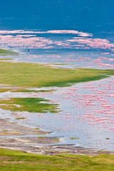 Flamingo birds sitting in a lake - obrazy, fototapety, plakaty