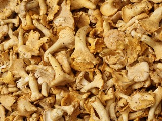 edible fungus