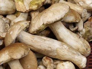 edible fungus ceps