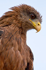Fototapeta premium Black kite bird sitting in a tree